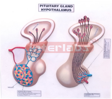 PITUITARY GLAND AND HYPOTHALAMUS